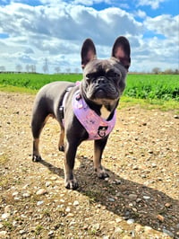 Elsie