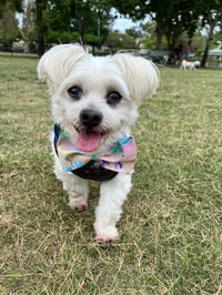 Oscar