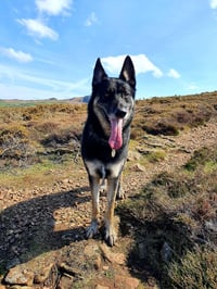 Loki