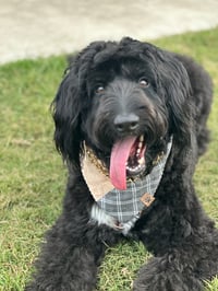 Pepper