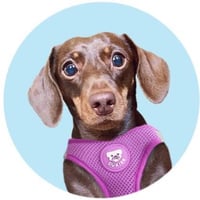 Penny