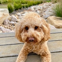 Bailey