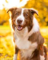 Chico