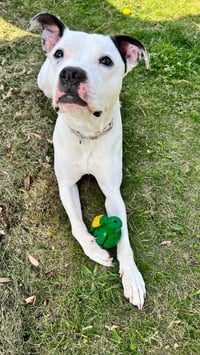 Stella