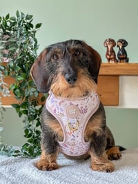 Dolly