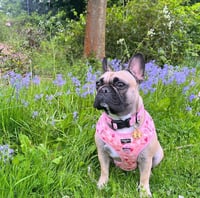 Bella