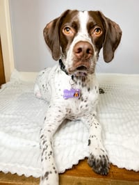 Phoebe
