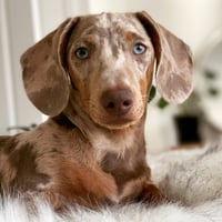 Archie