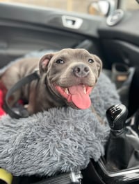 Harley
