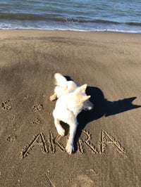 Akira