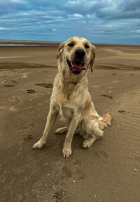 Nala