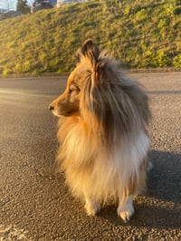Lassie