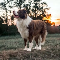 Chewie