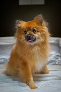 Puffy