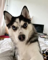 Chula