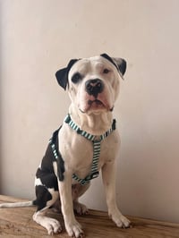 Eros