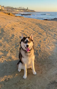 Stella