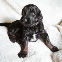 Oliver