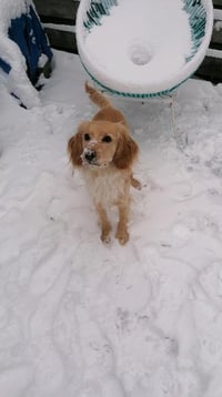 Pip