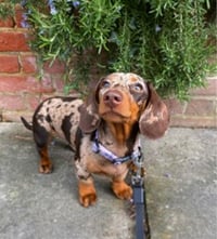Hettie