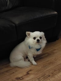 Archie