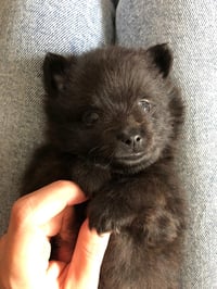 Loki