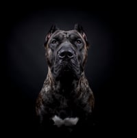 Diva