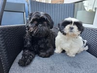 Marley en Kyra