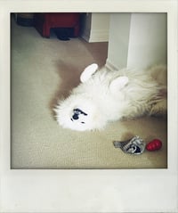 Buddy
