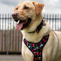 Odin