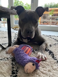 Chico