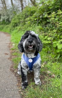 Obie