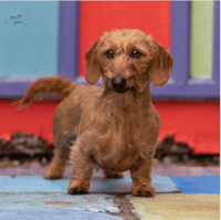 Harrison - GCH CH GRD's v MoonLight's Man In Tails MW CGC TL-1