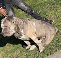 OTME EL CHAPO