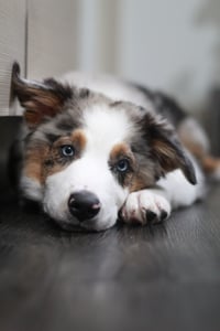 Milo
