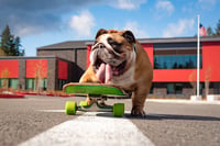 Chowder the Bulldog
