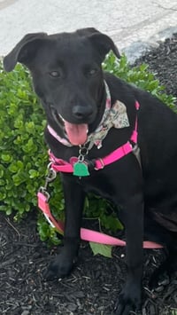 Rosie