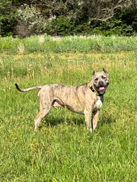 Enzo