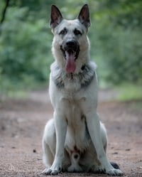 Rex