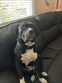 Oso
