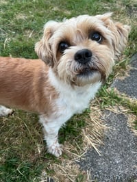 Toby