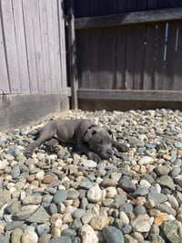 Capone