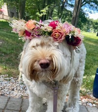LuLu