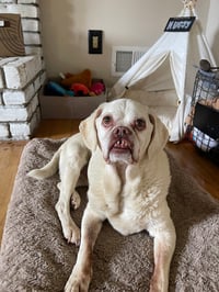 Mugsy