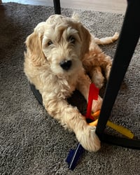 Ollie