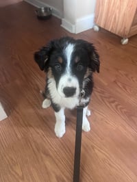 Buddy