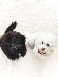 Cocó and Kaido
