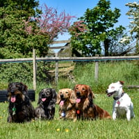 Milo, penny, raya, Hiccup, nala
