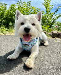 Nimbus