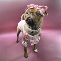 Fawn